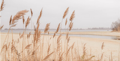 Tall grass on beach
